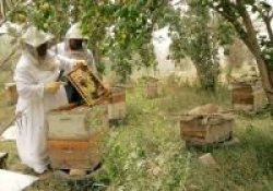 Elevados rindes de la actividad apícola provincial