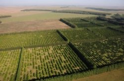 Corrientes tiene el mayor potencial de crecimiento forestal del NEA