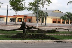 Reponen lapachos emplazados en la costanera Sur