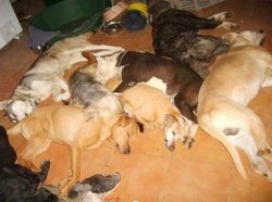 Este viernes Corrientes se moviliza en contra de la eutanasia de animales