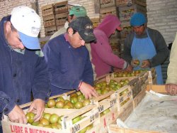 El trabajo cotidiano de sumar valor agregado a la producción hortícola