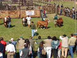 La Rural: 150 stands y 300 animales en la muestra