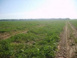 Jornada de capacitación a productores de sandia