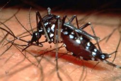 Confirman 17 casos de dengue en Santa Fe