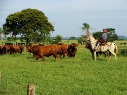 Se lanza la Expo Rural del Mercosur, en Gobernador Virasoro