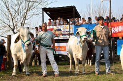 Espectáculos, sorteos y créditos son las novedades de La Rural 2011
