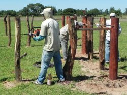 El Municipio Saladeño adquirió una gran balanza para pesar animales