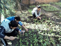 La Huerta Orgánica de la Escuela Normal comienza a dar frutos