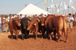 Jineteada, espectáculos musicales y la presencia de la agroindustria marcarán a la Expo Rural del MERCOSUR