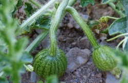 Productores de sandias devastados por la lluvia y el granizo