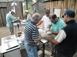 Castraciones gratuitas a partir del mes de abril en Saladas