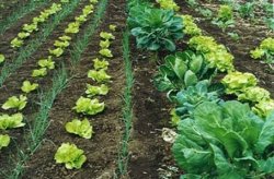 RENATEA brindará curso de Horticultura en Colonia Cabral