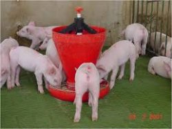 Ambicioso proyecto para estimular la producción de cerdos en Saladas