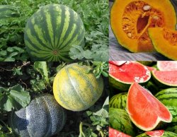 Importante charla en Saladas, sobre fertilización en cucurbitáceas