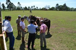 Primer encuentro de tropillas y jinetes invitados en Saladas