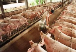 Productores y el INTA Saladas incentivan la producción porcina