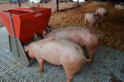 Herrero firmará convenio con el INTA para fomentar la producción porcina
