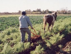 Este jueves "1º Encuentro de Trabajadores Agrarios"