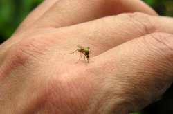 Campaña municipal para prevenir el dengue