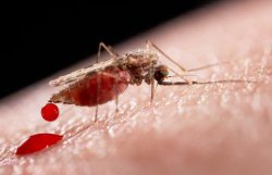 Charla de concientización sobre Dengue, Zika y Chikungunya