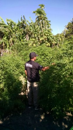 Hallan plantación de marihuana en un paraje de Empedrado