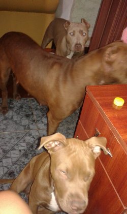 Repudio social por perros pitbull atacando a un carpincho ante la mirada de sus dueños