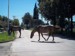 Joven embistió un caballo suelto en barrio Centenario y fue derivada a Corrientes