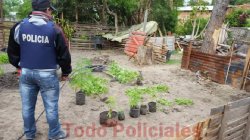 Descubren plantación de marihuana en Saladas