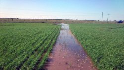 Desde el sector arrocero advierten que están con "pena de muerte"