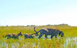 Los yaguaretés ya viven en completa libertad en el parque Iberá