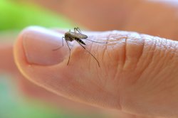 Aseguran que los mosquitos existentes en estos días no representan peligro