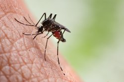 Invasión de mosquitos en Corrientes
