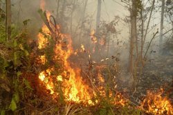 Alerta por incendios forestales en el interior de Corrientes