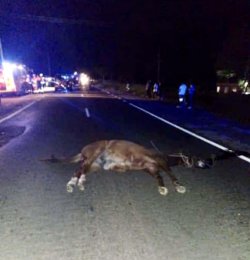 Jinete murió tras ser embestido por camioneta en Saladas