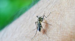 Dengue en Saladas: Aumenta a 3 el número de casos activos