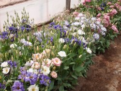 Pequeños productores florícolas asediados por plagas, sequía e incendios