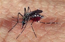 Confirman que ya son 5 las muertes por dengue en el país