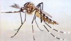 Iniciarán acciones de prevención de dengue en universidades y albergues de estudiantes