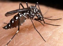 Corrientes ya tiene 26 casos de dengue