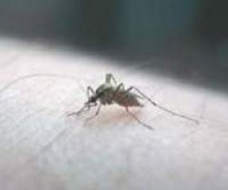 Ya son 19 los casos confirmados de dengue en Corrientes