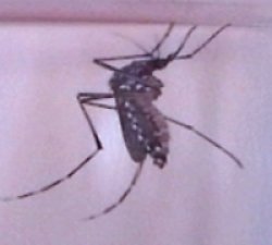 Argentina y Paraguay coordinarán una campaña conjunta contra el dengue