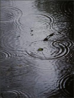 Las precipitaciones no aliviaron a los campos del Noroeste