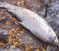 Peces mueren en el Río Santa Lucia