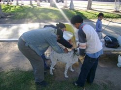 La Sociedad Protectora de Animales brindó antirrábicas gratis para animales de la ciudad