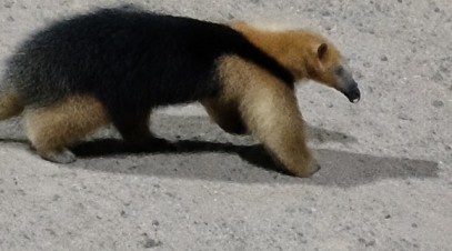 Sorpresa en la Terminal de Saladas: apareció un oso melero y fue rescatado por Bomberos